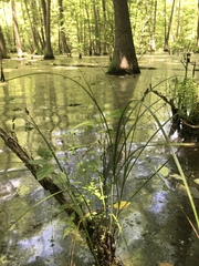Carex decomposita