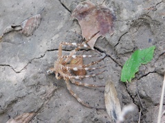 Dolomedes albineus