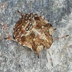 Dyroderes umbraculatus