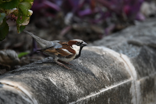 House Sparrow