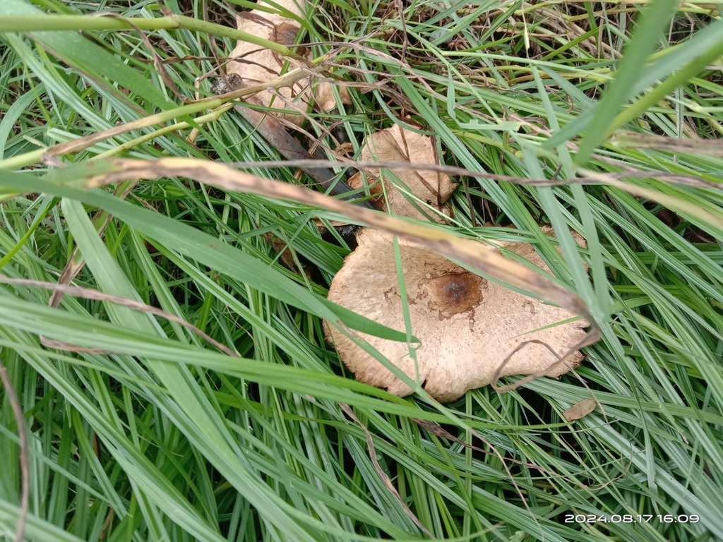 Melanoleuca melaleuca