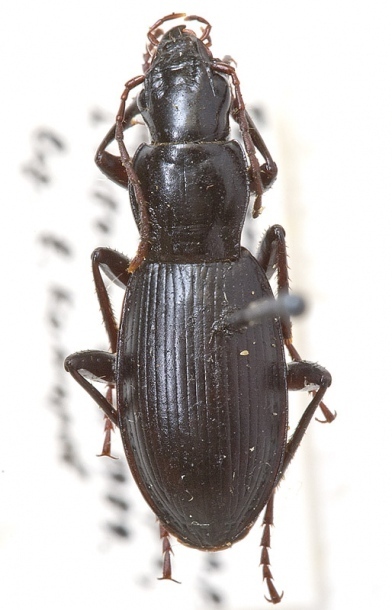 Pseudotaphoxenus strigitarsis