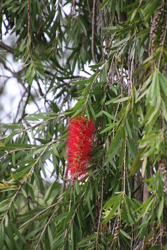 Melaleuca viminalis - Wikipedia