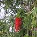 Melaleuca viminalis viminalis - Photo (c) Tony Rebelo, algunos derechos reservados (CC BY-SA), subido por Tony Rebelo