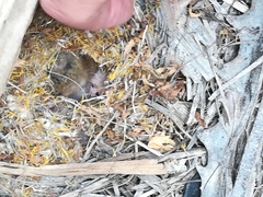 Peromyscus gambelii