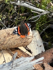 Red Admiral