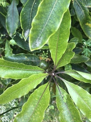 Pittosporum undulatum