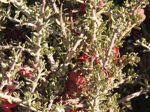 Image of Nymania capensis by (c) Noeleen du Toit, some rights reserved (CC BY-SA)