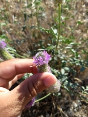 Dalea ornata