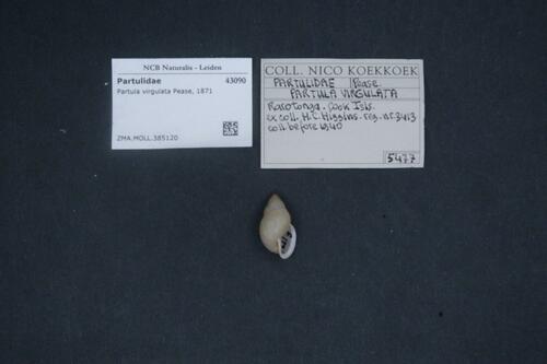 Rarotonga Tree Snail