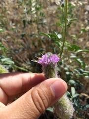 Dalea ornata