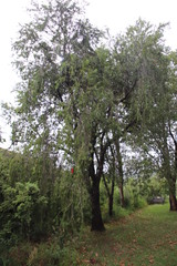 Melaleuca viminalis viminalis