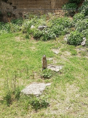 Otospermophilus variegatus
