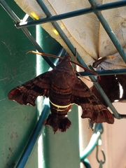 Amphion floridensis