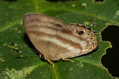 Euselasia melaphaea
