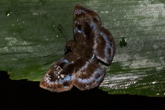Quadrus cerialis