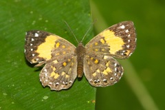 Parvospila emylius