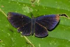 Metacharis regalis