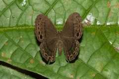 Eunogyra satyrus