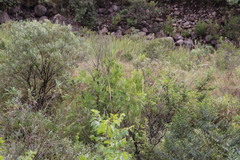 Melaleuca viminalis viminalis