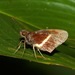 Dubiella fiscella - Photo (c) Tom Horton, some rights reserved (CC BY-NC), uploaded by Tom Horton