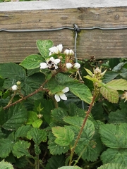 Rubus