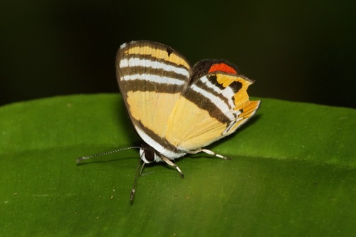 Euselasia eutaea · iNaturalist United Kingdom