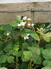 Rubus