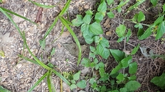 Calyptocarpus vialis