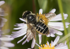 Megachile montivaga