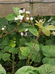 Rubus