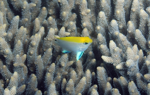 Black damsel (Neoglyphidodon melas) — Pomacentridae — 5