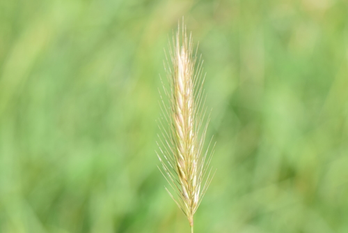 Meadow barley (Hordeum secalinum)
