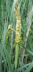 Typha latifolia