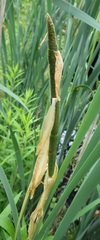 Typha latifolia