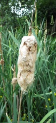Typha latifolia