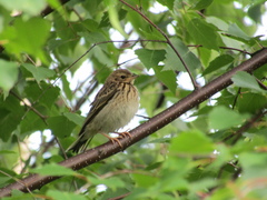 Anthus trivialis
