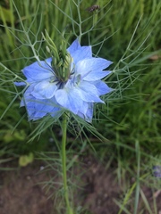 Nigella
