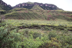 Pteridium aquilinum capense