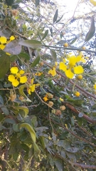 Callaeum macropterum