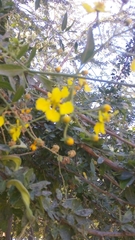 Callaeum macropterum