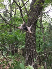 Malacosoma americana