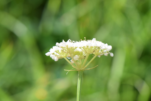 Image of Oenanthe lachenalii by no rights reserved