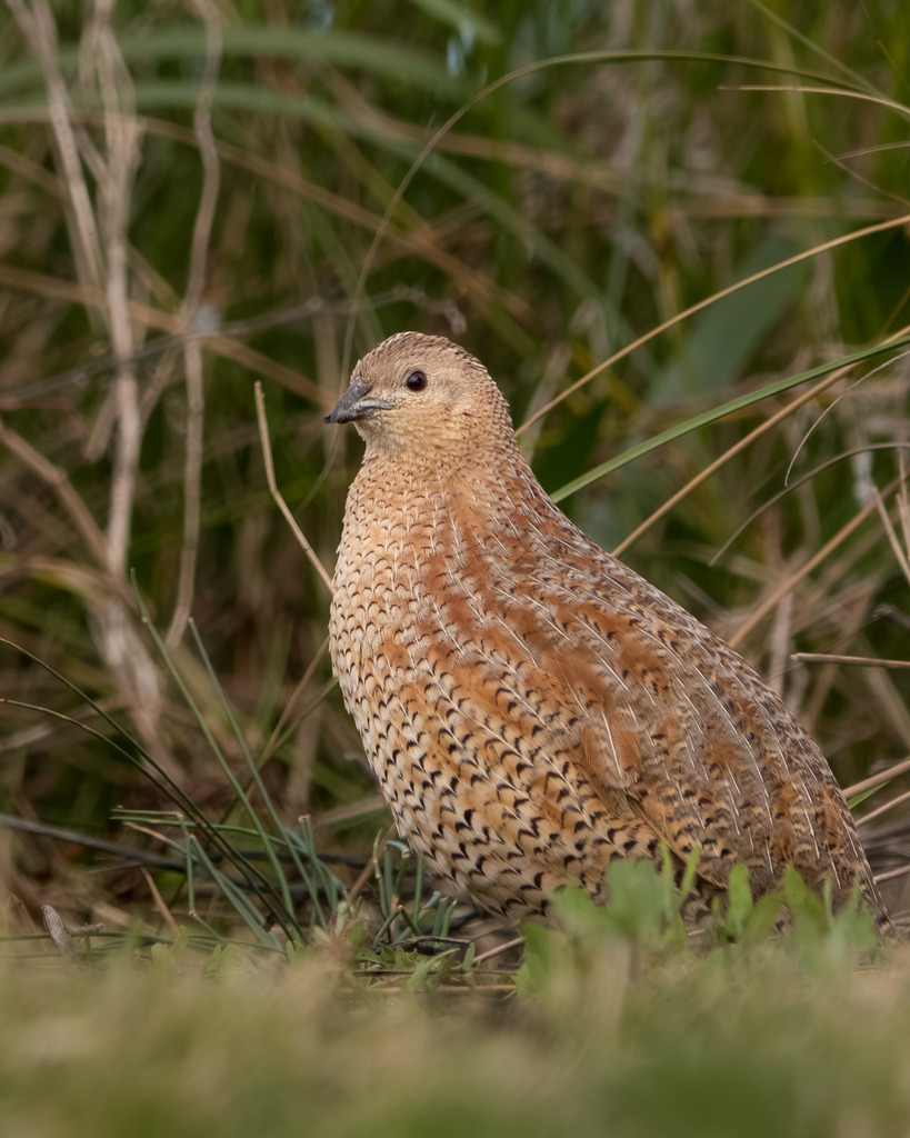 Brown Quail photo
