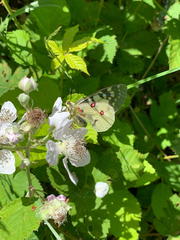 Parnassius clodius claudianus