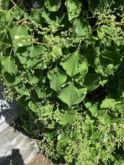 Hydrangea hydrangeoides
