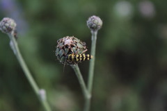 Plagionotus floralis