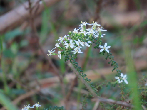 Image of Olearia microphylla by (c) ian_mcallan, some rights reserved (CC BY)