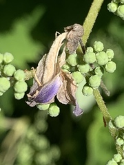 Hydrangea hydrangeoides