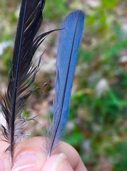 Cyanistes caeruleus calamensis